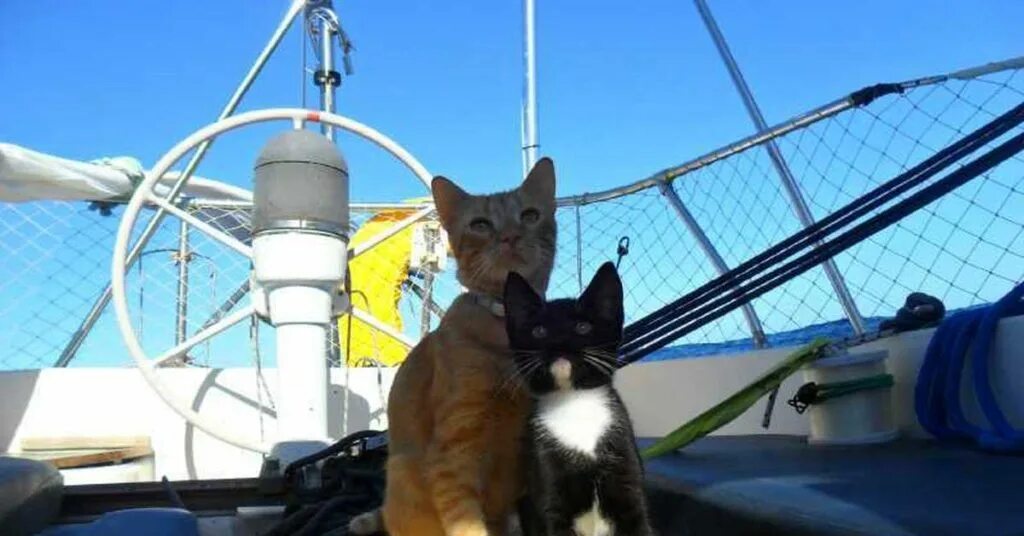 Корабельный кот. Кошка на корабле. Котенок на корабле. Кот на палубе. Кот на паруснике.