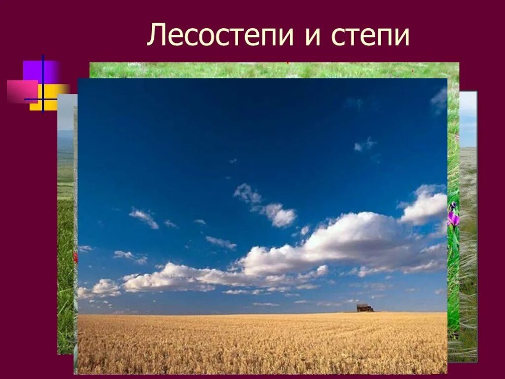Степи и лесостепи 8 класс полярная звезда. Лесостепи и степи природный комплекс. растительность равнин. климат лесостепи. растительный мир лесостепи.