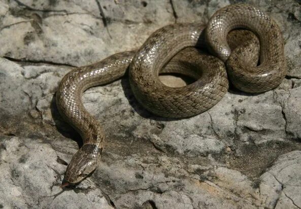 Серый полоз. Серая змея на Алтае. Змея песочного цвета в Кемеровской области. Блестящая змея серо коричневого цвета. Искушение песчаного змея