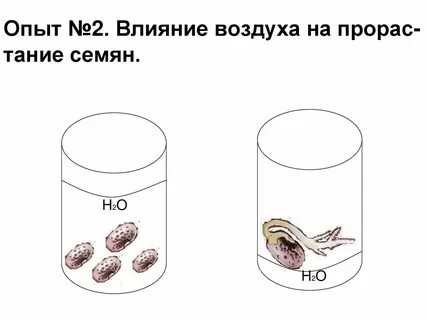 Влияет температура на прорастание семян