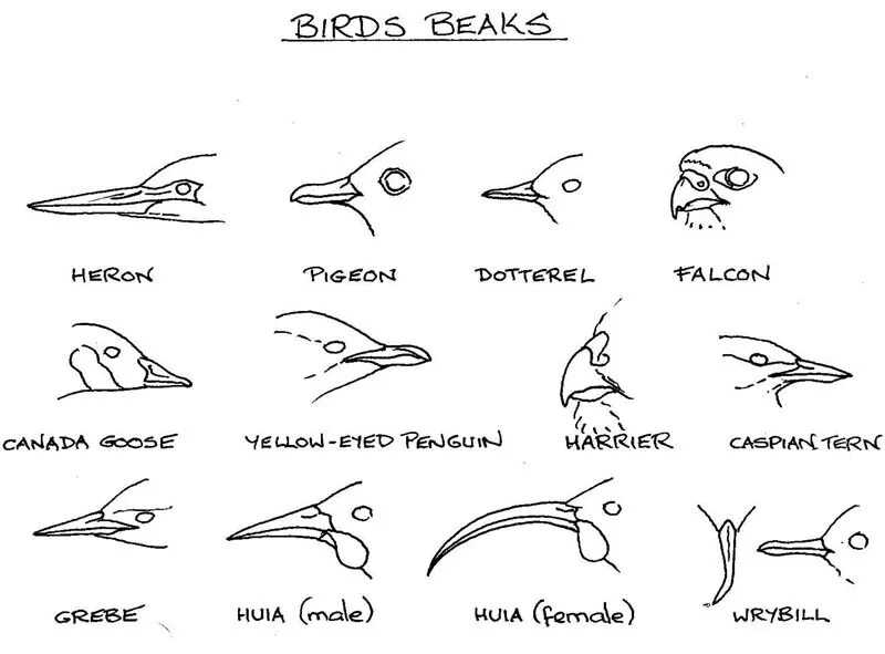 Разнообразие клювов. Формы клюва у птиц. Типы клювов у птиц. Форма клюва у птиц в зависимости от питания. Разнообразие форм клюва птиц.