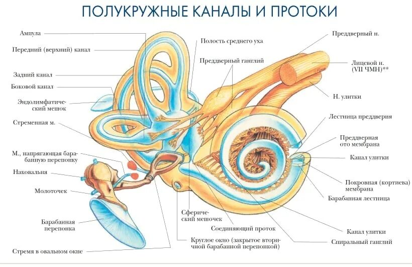 Вестибулярный аппарат песня. Строение уха полукружные каналы. Перепончатый Лабиринт внутреннего уха анатомия. Преддверие улитки внутреннего уха. Полукружные протоки внутреннего уха.