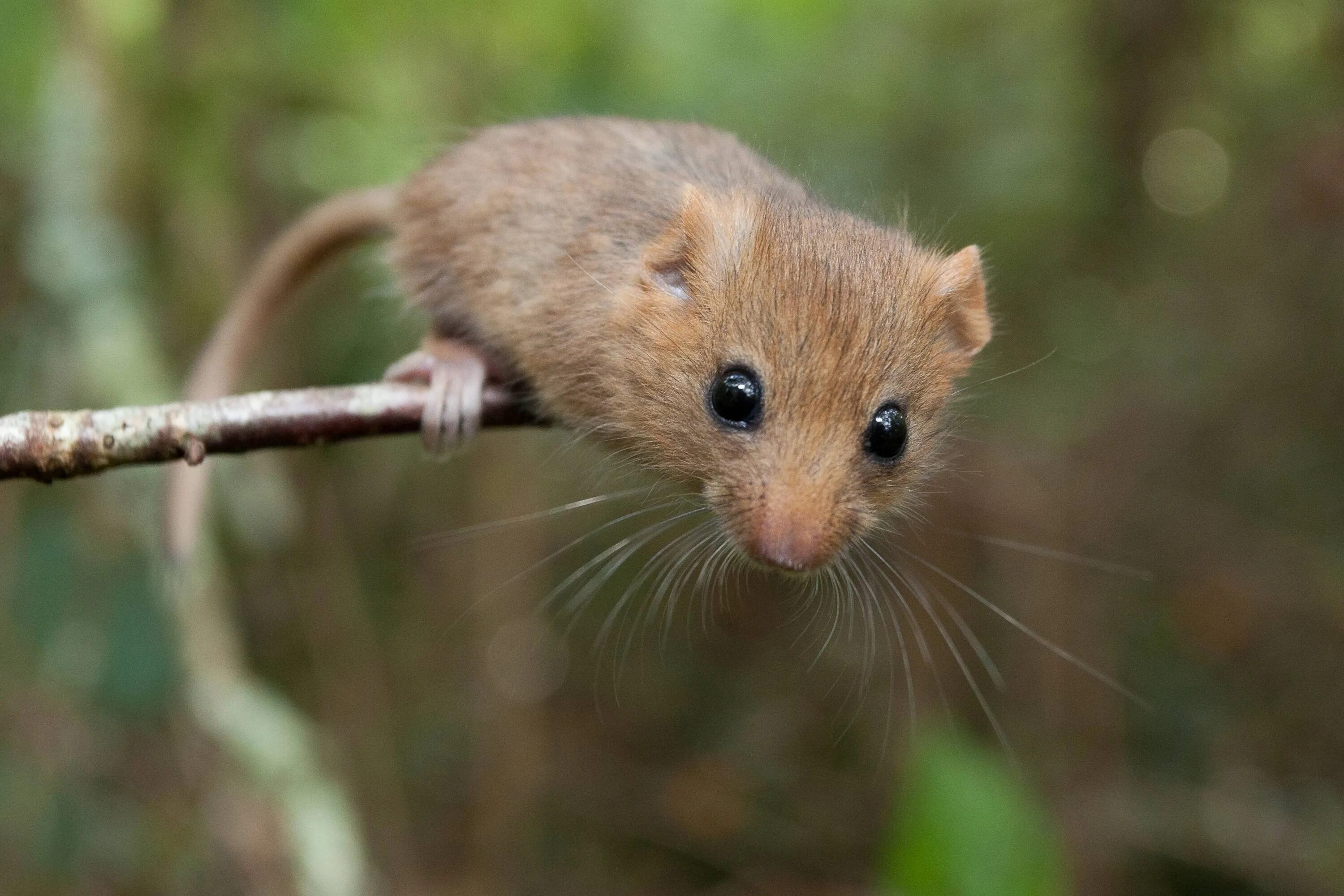 Мышь коре. Лесная мышь (Apodemus sylvaticus).