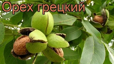 Қастандық әрекеттері кезіндегі жыныстық қатынасты қараңыз