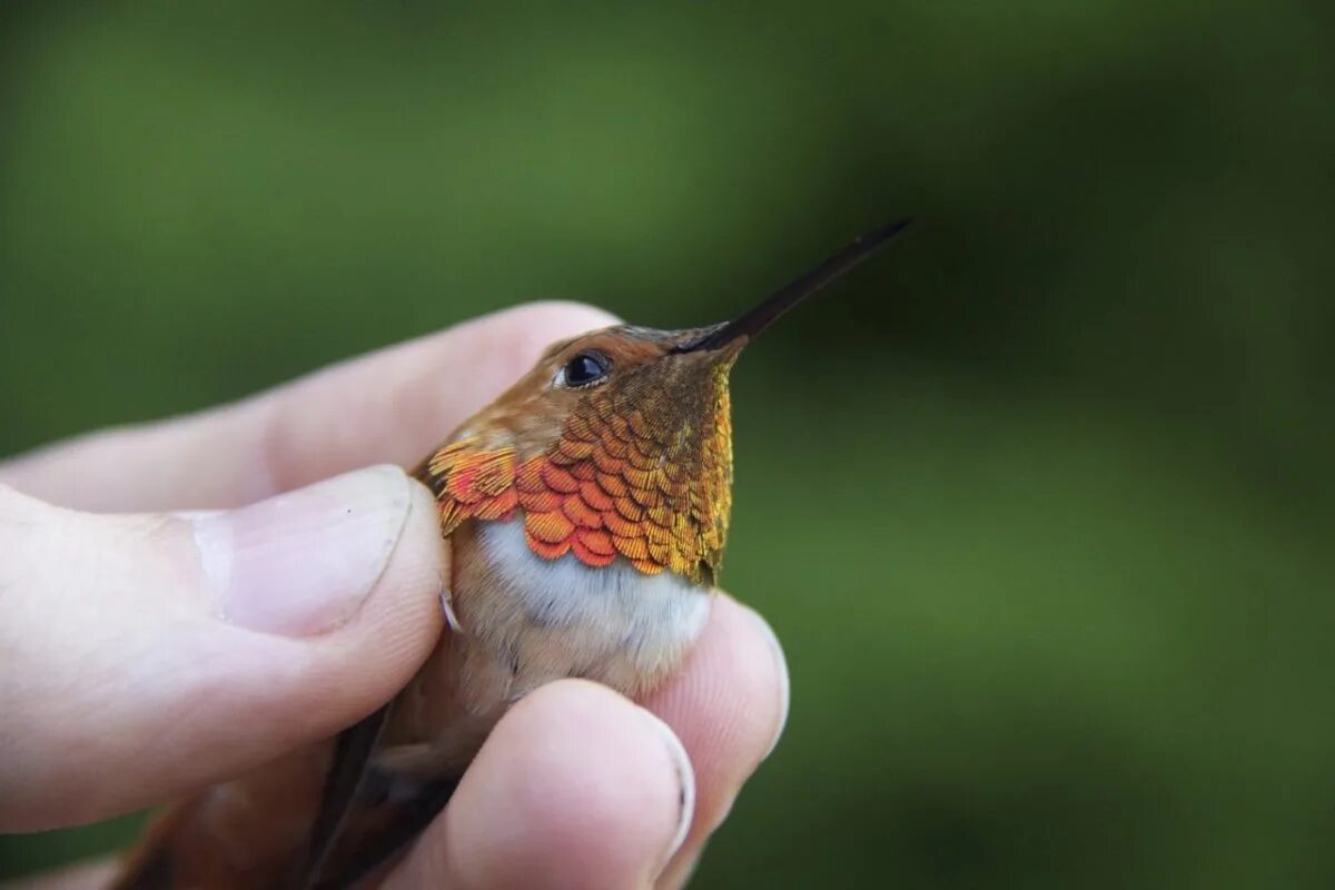 Free Images : nature, bird, wing, flower, beak, hummingbird, fauna, birds, verte