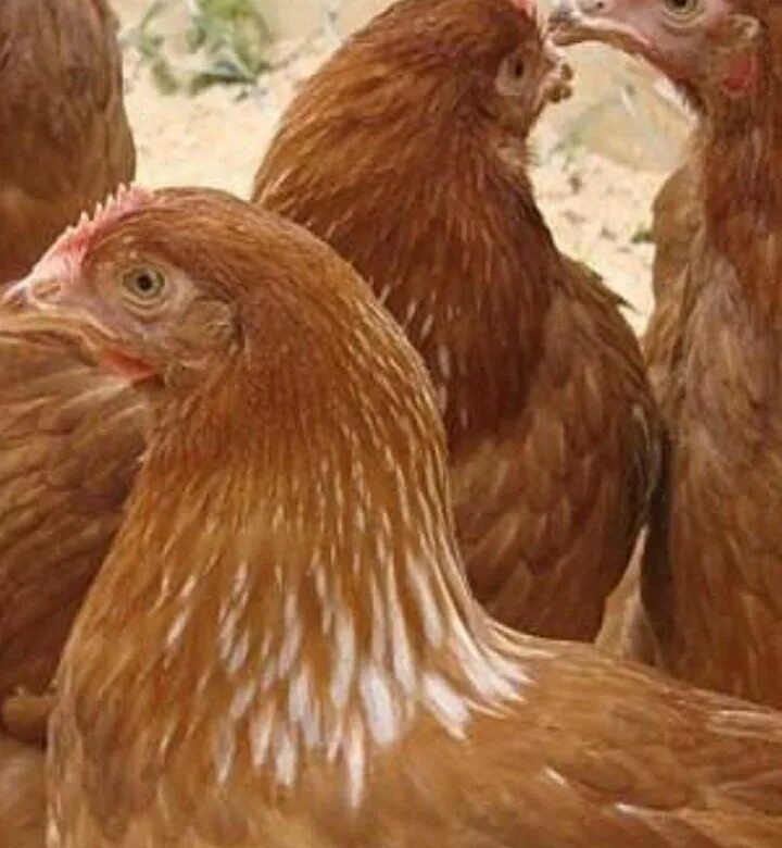 куры краснодарский микс. куры краснодарского края. курицы краснодара. куликово купить кур. ломан-браун порода кур.