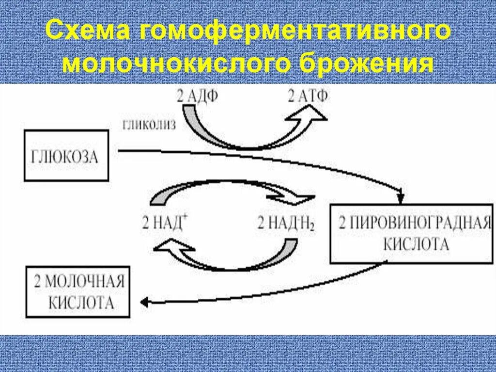 Персональный сайт - Лекция08.Субстратное фосфорилирования - Брожения