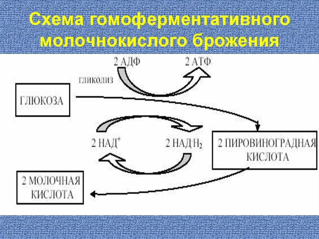 Образование молочной кислоты при брожении глюкозы. Гетероферментативное молочнокислое брожение схема. Схема гетероферментативного молочнокислого брожения. Схема гомоферментативного молочнокислого брожения. Молочнокислое брожение схема.