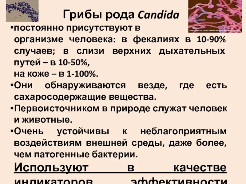 Грибы рода кандида. Кандида на теле человека. Что такое кандида в организме человека.