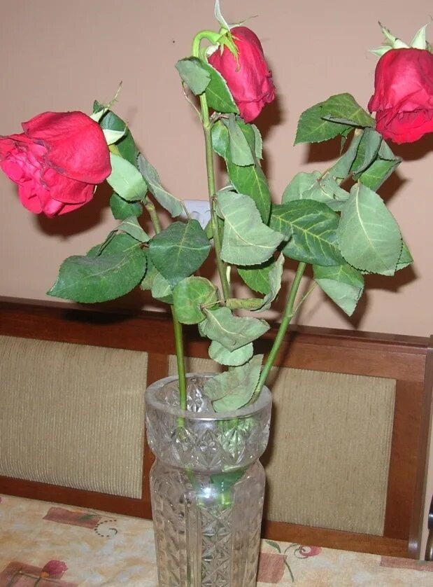 Розы быстро вянут в вазе