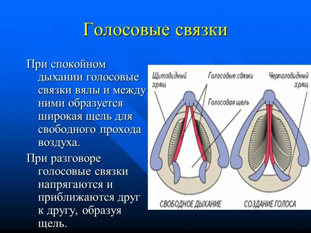 Голосовые связки и голосовая щель. Строение голосовых связок. Голосовые связки птиц. Положение связок при молчании разговоре шепоте