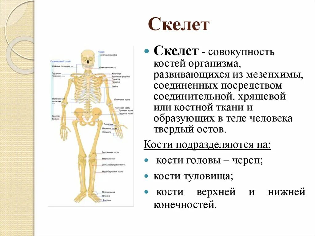 Какой тип ткани в скелете