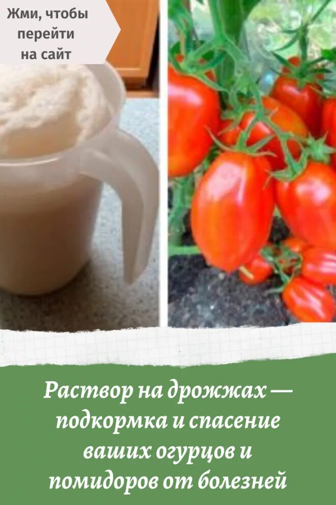 Подкормка рассады сухими дрожжами. Дрожжевая подкормка для огурцов и помидоров. Подкормка помидор и огурцов дрожжами. Подкормка для огурцов помидор и перца. Подкормка для огурцов и томатов с дрожжами.