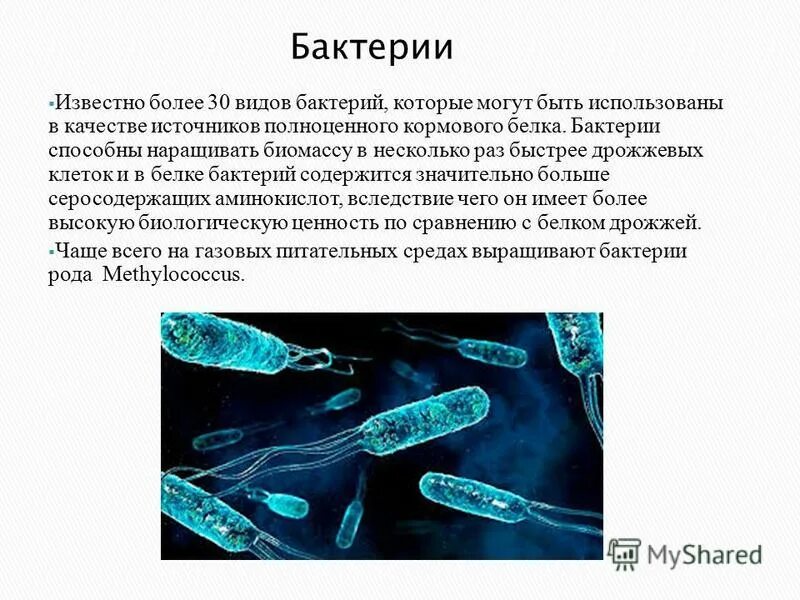 бактерии белковые