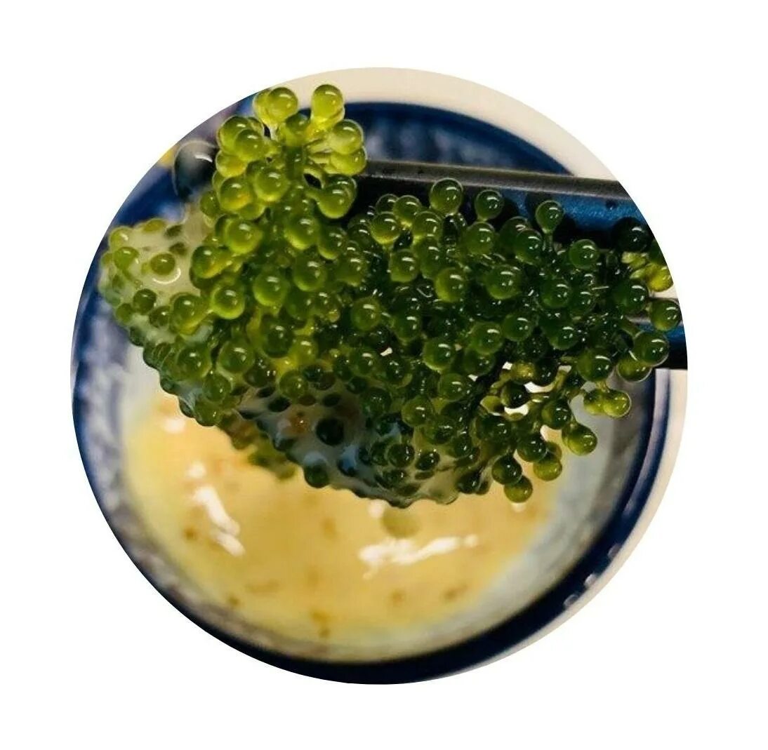 Виноград китайский морской. Каулерпа (caulerpa lentillifera) – «морской виноград». Каулерпа (caulerpa lentillifera) – «морской виноград». Морской виноград отзывы. Морской виноград отзывы.