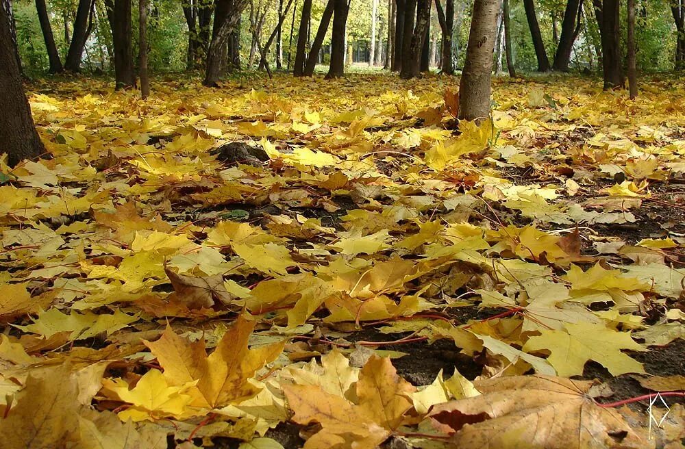 Осень звон. Шумел осенний лес. Зашумел осенний лес золотой листвою. Зашумел осенний лес. Шуршат осенние кусты.
