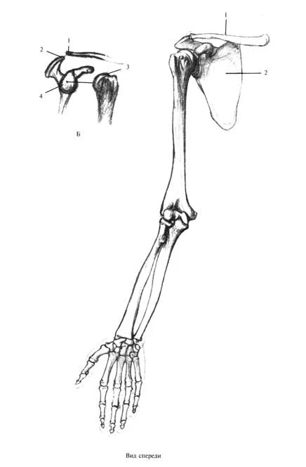 Скелет верхней конечности рисунки. Скелет верхней конечности плечевая кость. Плечевая кость Баммес. Баммес скелет плечевой сустав. Кости верхней конечности анатомия Баммес.
