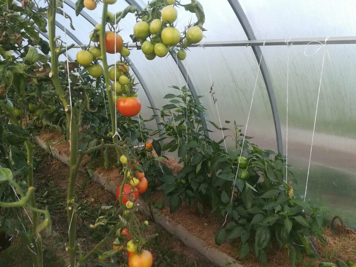 Томат интуиция куст. Томат интуиция f1. Томат интуиция f1 12шт гавриш. Томат интуиция f1 гавриш 1+1. Томат интуиция гавриш.