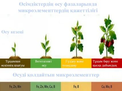 Ханшайымның жыныстық киімдері