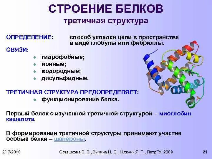 Белок строение биохимия. Состав белков биохимия кратко. Биологическая роль и структура белков биохимия. Связи в третичной структуре белка биохимия. В организации белковых