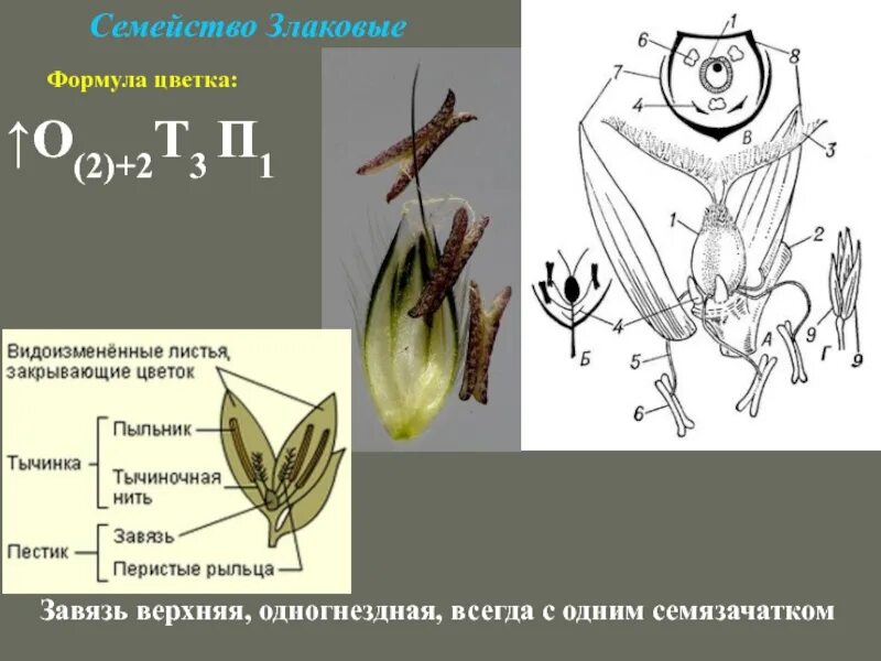 Какую формулу цветка имеют злаки. Формула цветка семейства злаков. Формула цветка семейства злаки. Злаковые Мятликовые формула цветка. Семейство злаковые Мятликовые формула цветка.