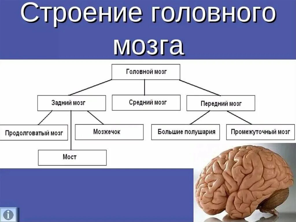 Основные отделы головного мозга схема. Схема строения отделов головного мозга. Структура отделов головного мозга схема. Составьте схему головного мозга.