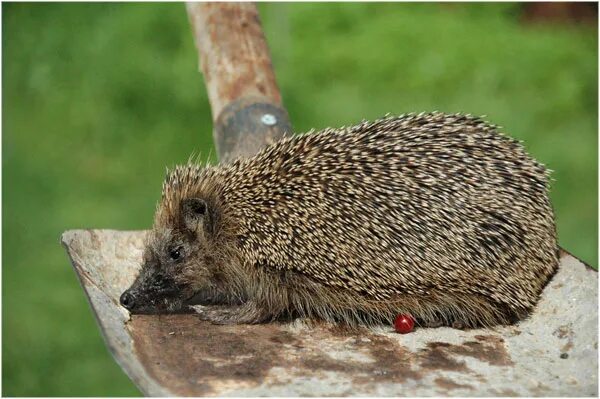 Семья ежей фарфоровые. Ежик без ножек. Ежик 4 1 5. Отряд насекомоядные ушастый еж. Ежик четвероножик.