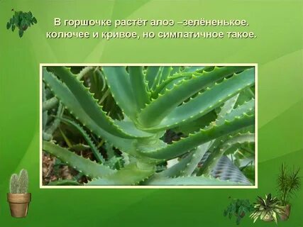 Чем отличается алоэ