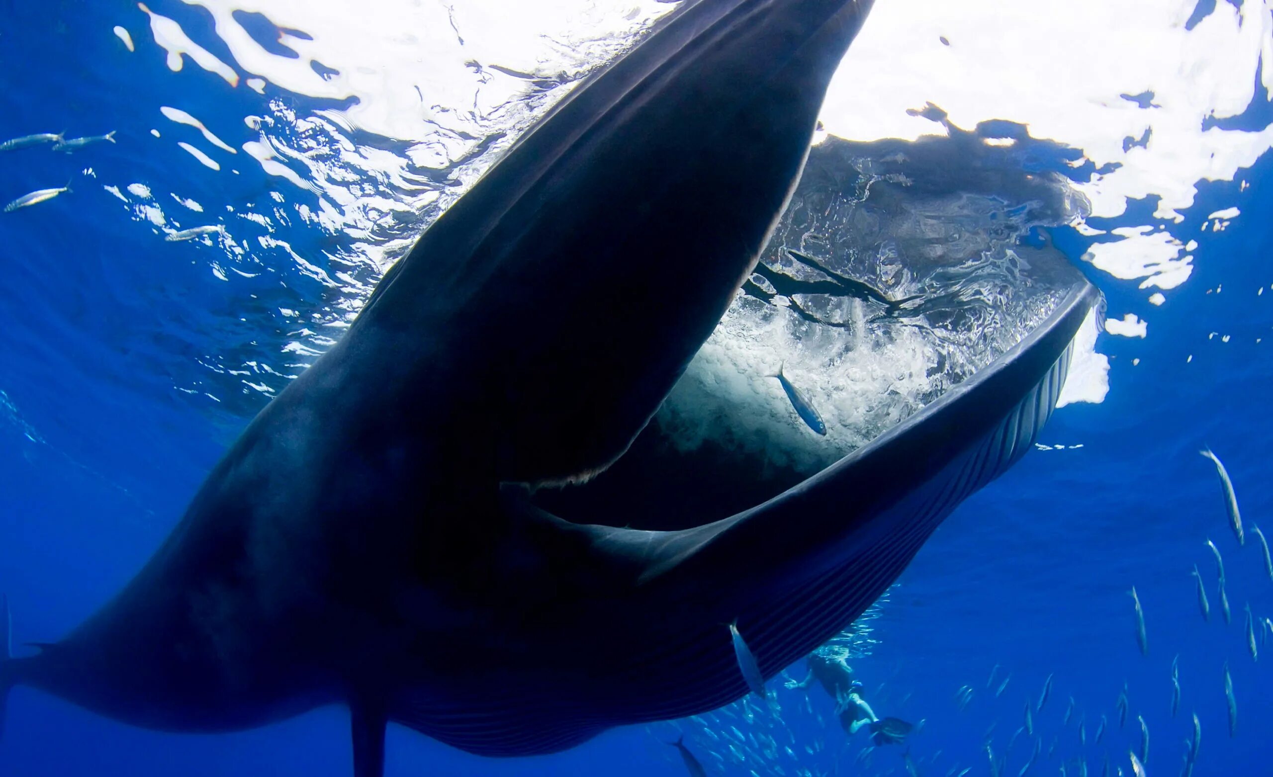 Кит личная жизнь. Синий кит ест планктон. Синий кит питается крилем. Кит питается крилем. Пасть кита.