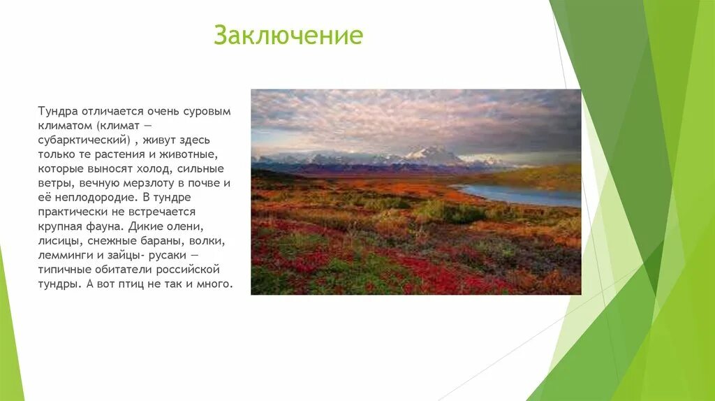 Тундра заключение. Вывод о тундре. Климат тундры. Сообщение о тундре. Понятие тундра