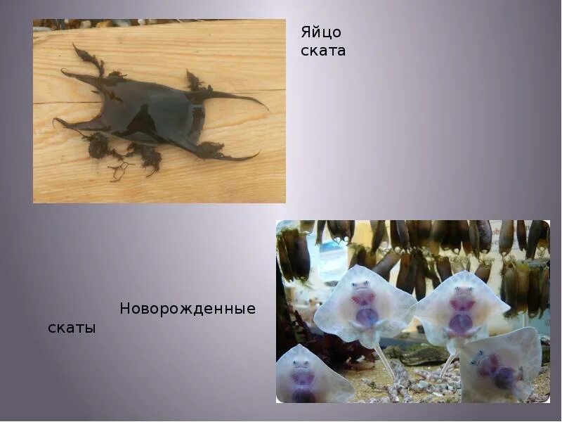 Как размножаются скаты. Яйца ската хвостокола. скаты презентация. новорожденные скаты.
