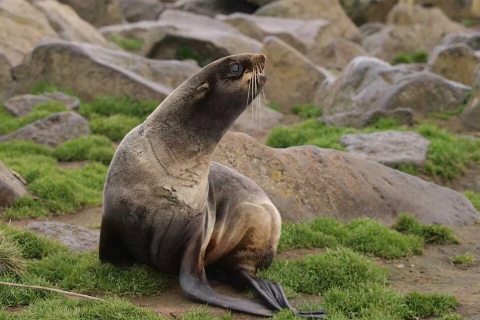 северный морской котик сивуч. северный дальневосточный морской котик. сивуч командорские острова. северный морской котик фото. северный котик.