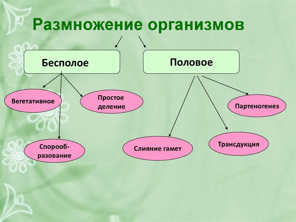 Бесполое размножение 9 класс биология. Способы размножения организмов. Способы размножения организмов бесполое и половое. Способы бесполого размножения организмов.