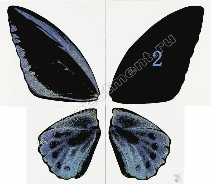 Бабочка черный глянец. Бабочка белая с черными пятнами и черно-красной окантовкой крыльев. Голубая Ордынка бабочка размер по сравнению с человеком. Зонт черный с синими бабочками три кита старые образцы.