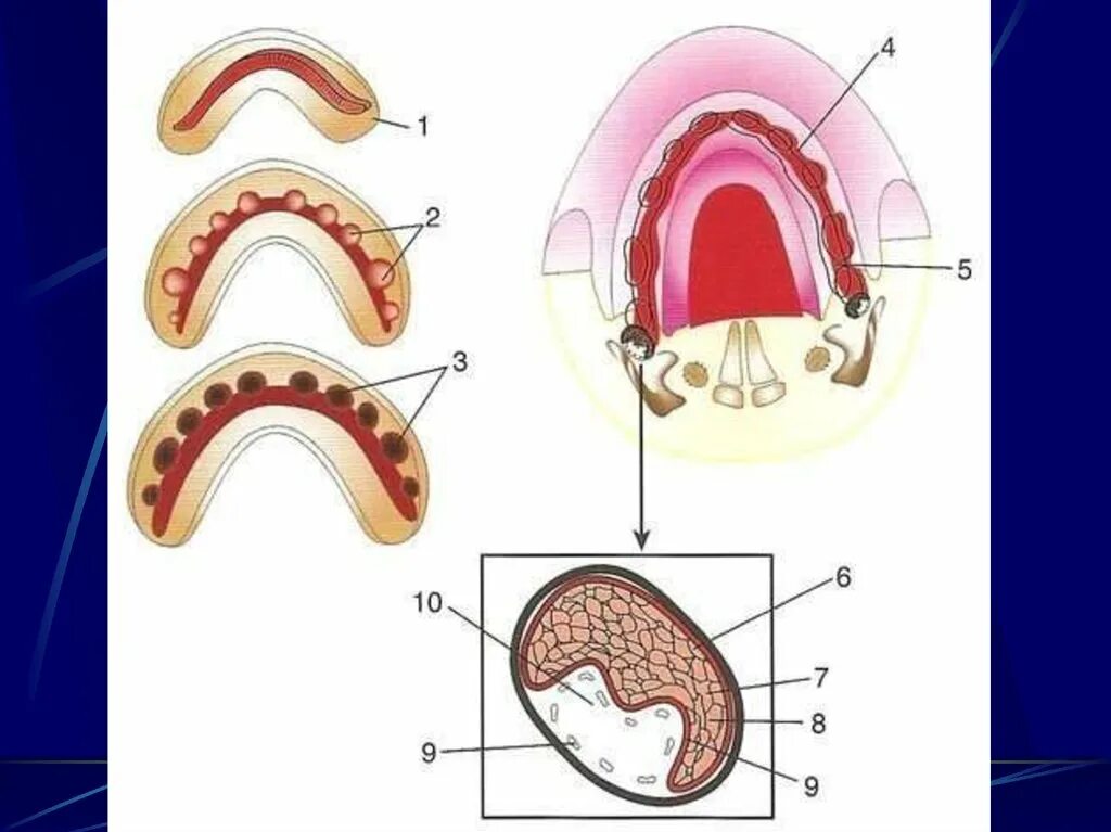 Зачаток молочного зуба гистология. Эмбриональный этап развития зубочелюстной системы. Первая стадия развития зубов. Стадии формирования зуба. Развитие зубов у человека