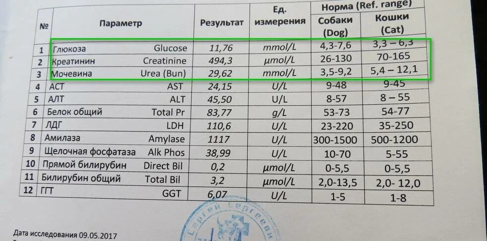 Биохимический анализ алт и аст повышены. Анализ крови креатинин норма. Анализ биохимия креатинин норма. Биохимический анализ крови креатинин норма. Норма креатинина в анализе биохимии кровь.