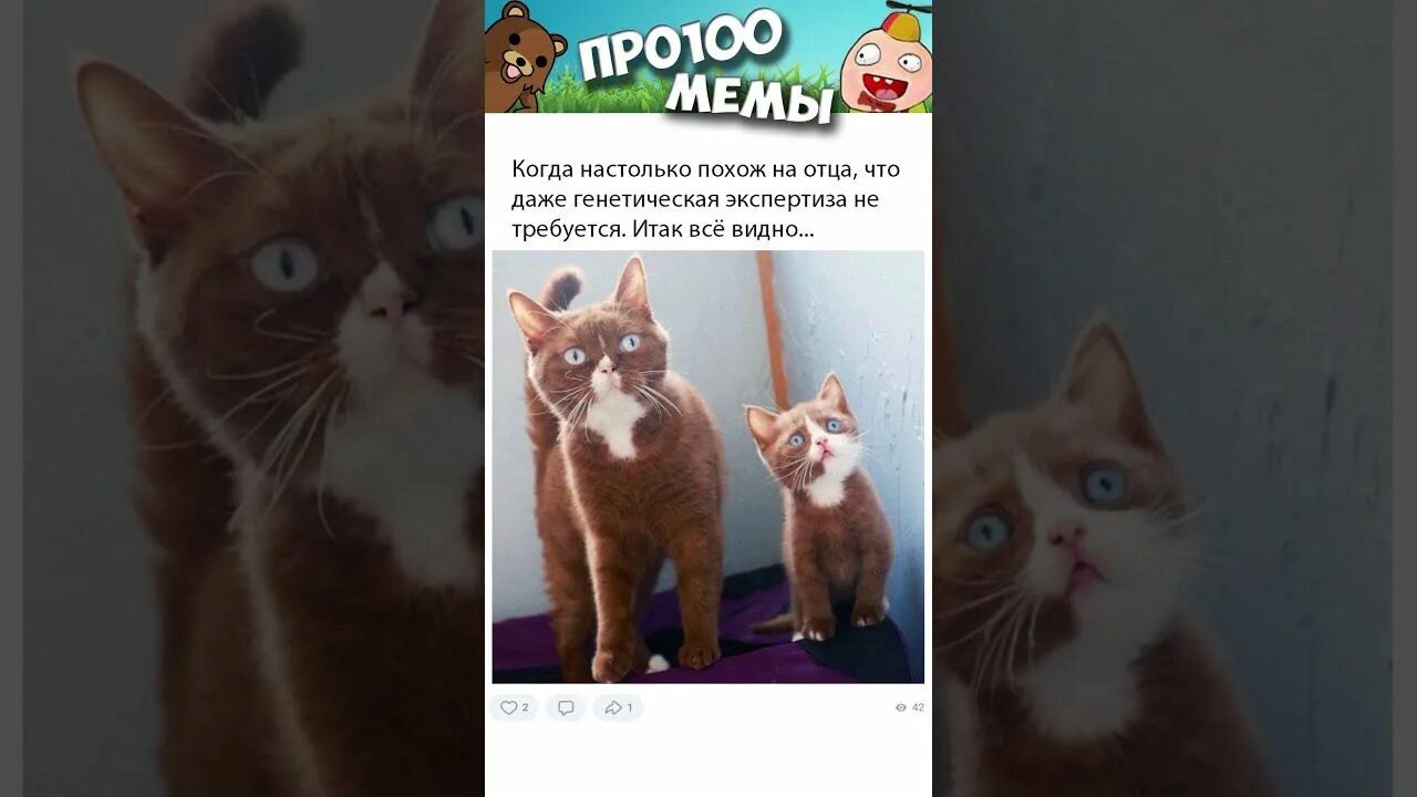 Озвученные мемы. Мемы для озвучки. Мемы с котами 2021. Лютые приколы с котами.