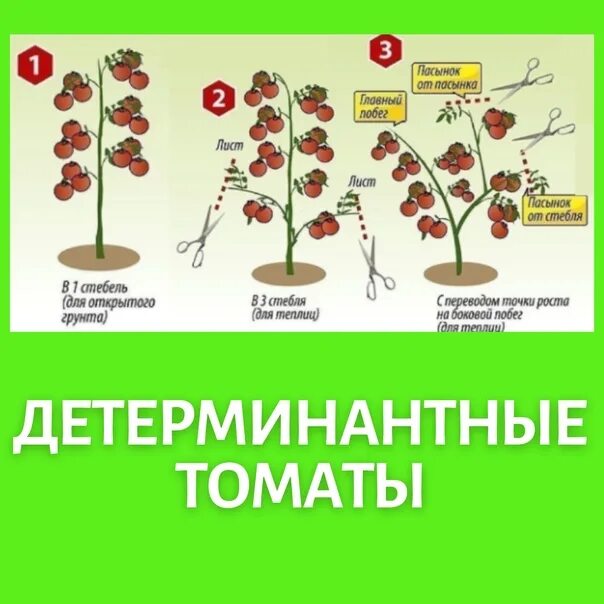 Что значит детерминантный сорт томатов. Высота детерминантных сортов томатов в открытом грунте. детерминантная группа. детерминантный сорт томатов что это значит. индетерминантные томаты что это и детерминантные значит.