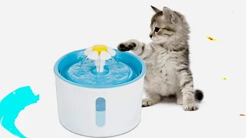 Pet water