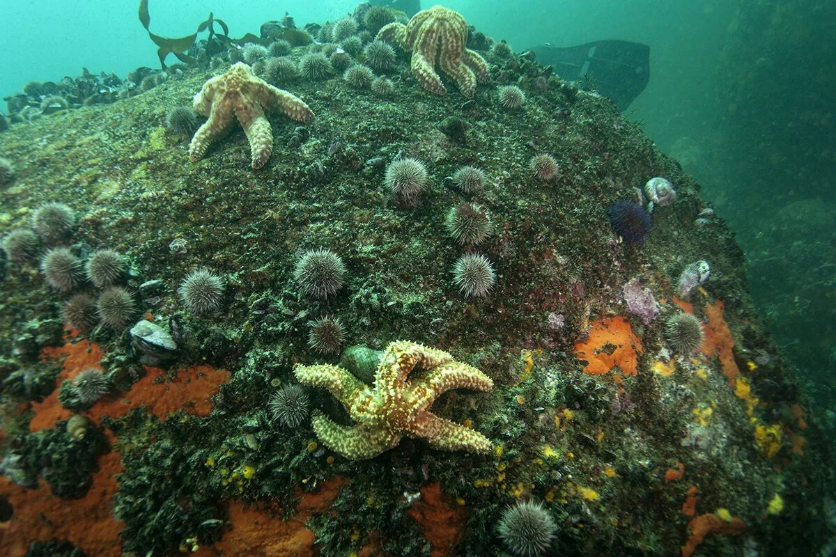 дальневосточный заповедник презентация. 3 морских заповедников. пятнистый тюлень ларга. морской заповедник дальневосточный владивосток. морской заповедник россии.