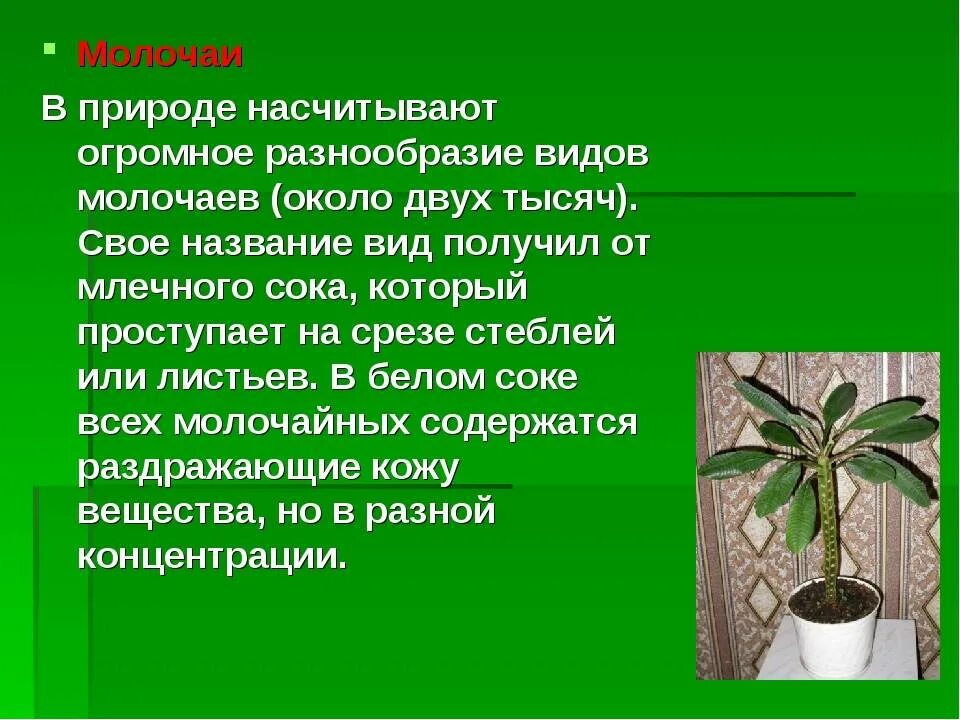 Лечебные свойства комнатных растений. Молочай комнатный ядовитый. Цветок молочай комнатный ядовитый. Молочай беложильчатый ядовитый. Молочай гребенчатый ядовитый или нет.