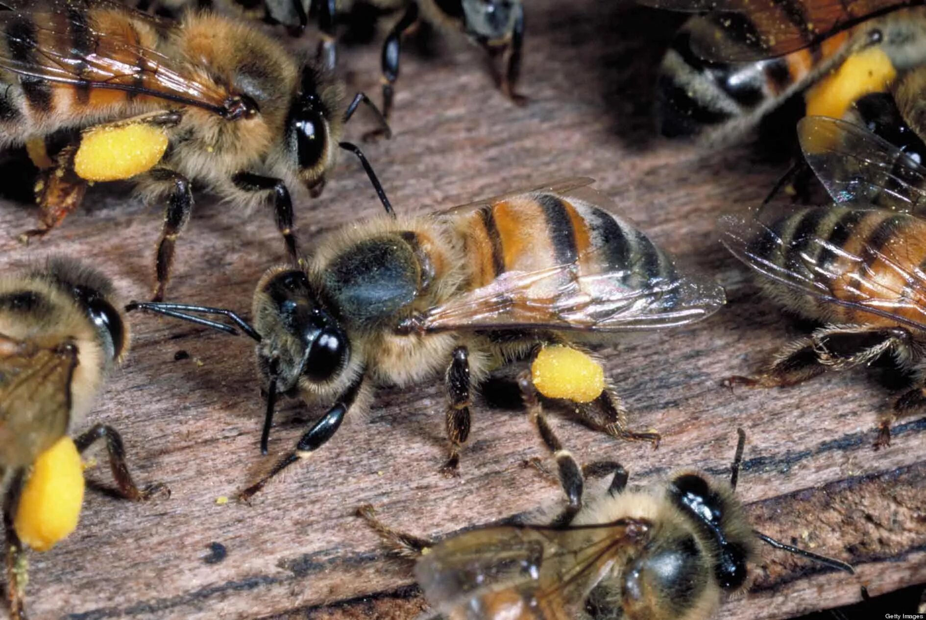 АФРИКАНИЗИРОВАННАЯ пчела-убийца. Африканская медоносная пчела. АФРИКАНИЗИРОВАННАЯ медовая пчела. Пчела APIS mellifera scutellata. Какая порода пчел
