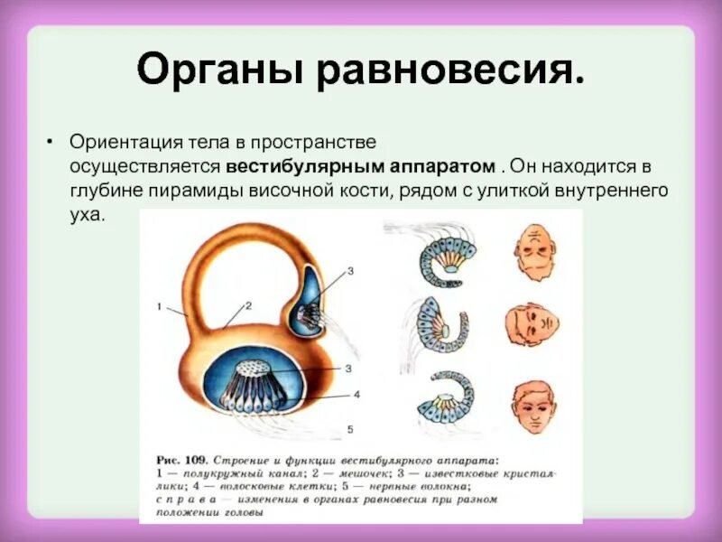 Органы чувств 8 класс биология презентация. Строение анализатора органа равновесия. Рецепторы вестибулярного анализатора. Вестибулярный аппарат анатомически располагается. Вестибулярный аппарат равновесие.