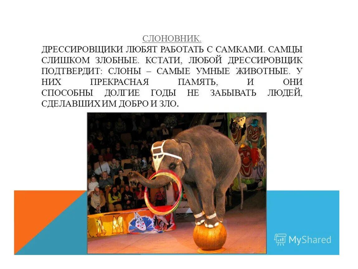 На английском про цирк. Презентация животные в цирке. Профессии в цирке. Сообщение о животных в цирке. Цирк для презентации.