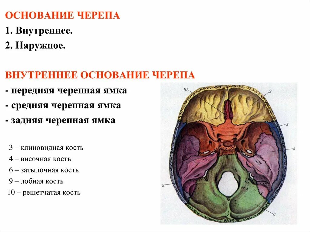 Области основания черепа. Кости образующие основание черепа. Основные структуры внутреннего основания черепа. Кости внутреннего основания черепа. Внутреннее основание черепа кости образующие отдел.