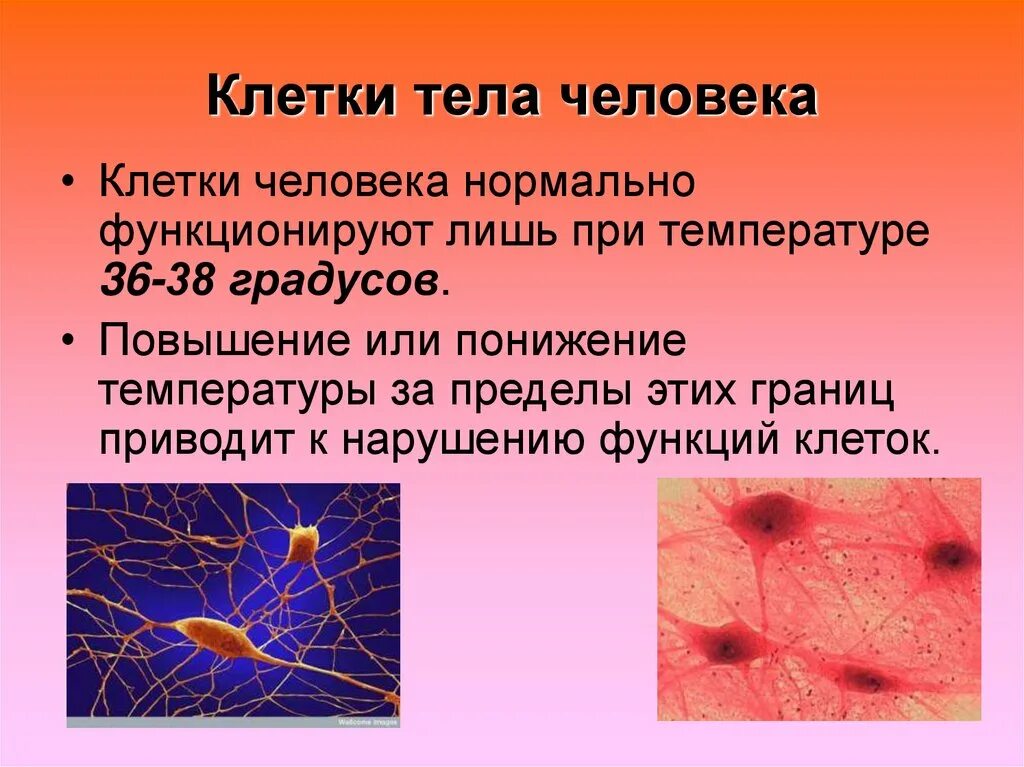 Почему клетка маленькая. Обновление клеток мозга. Обновление клеток в организме человека. Клетки тела человека. Клетка организма человека.