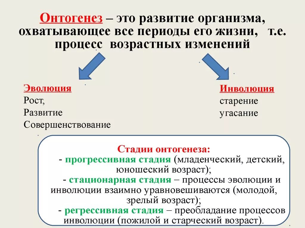 Изменения в 9 14. Понятие онтогенеза. Онтогенез кратко. Этапы развития организма человека. Развитие организма онтогенез это.