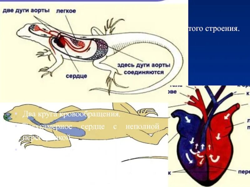 Сердце крокодила строение. Сердце крокодила четырехкамерное. Дуги аорты у рептилий. Сердце пресмыкающихся четырехкамерное. Круги кровообращения у крокодила