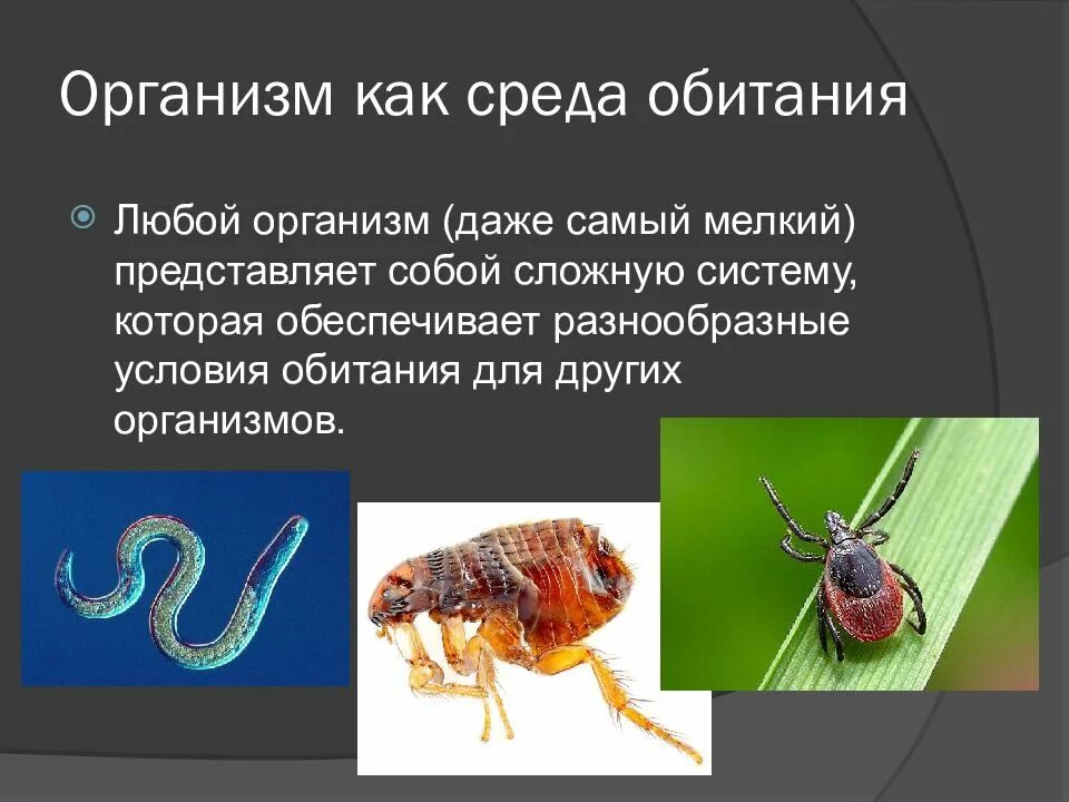 Тест организменная среда обитания. Организм как среда обитания. Организм как средаобмтания. Организм как среда обитан. Живые организмы как среда обитания.