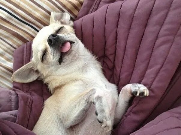 Чихуахуа хрипит и хрюкает что. Чихуахуа спит. Чиа-хуа-хуа. Той терьер хрипит и хрюкает. Почему чихуахуа хрюкает как будто задыхается.